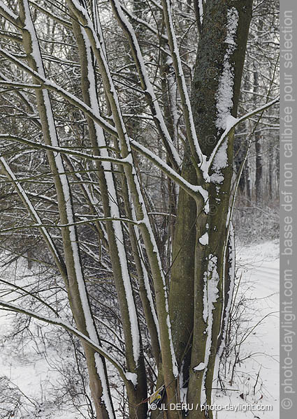 bois en hiver